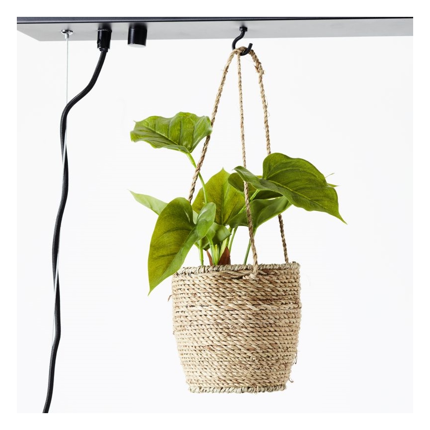 Brilliant - Żyrandol na lince BANKWOOD 5xE27/28W/230V topola