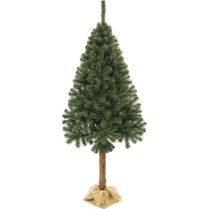 Choinka bożonarodzeniowa na pniu 160 cm jodła