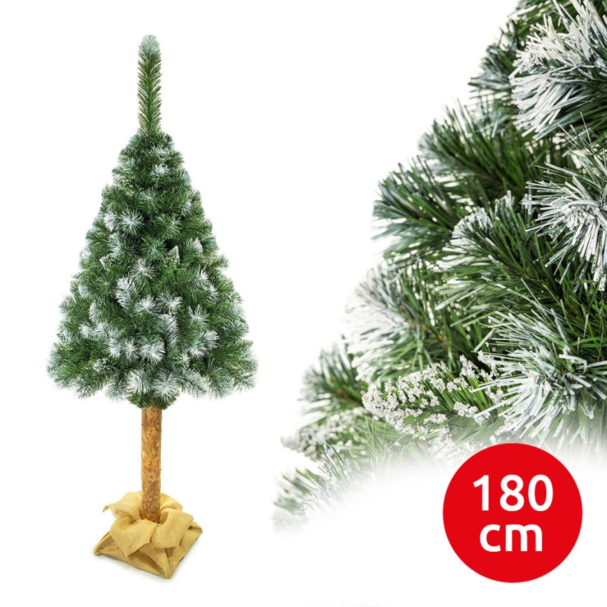 Choinka bożonarodzeniowa na pniu 180 cm sosna