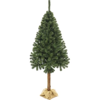 Choinka na pniu 220 cm jodła