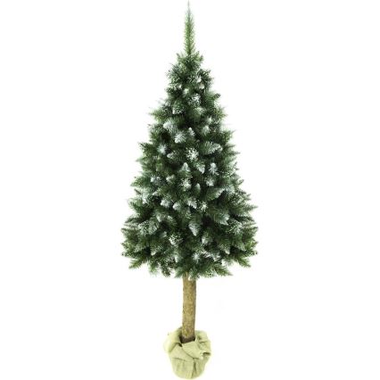 Choinka na pniu 220 cm jodła