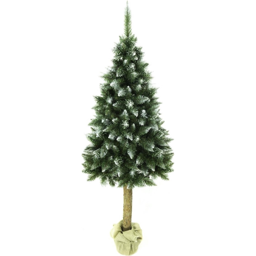 Choinka na pniu 220 cm jodła