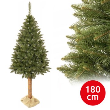Choinka na pniu 180 cm świerk