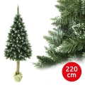 Choinka na pniu 220 cm jodła