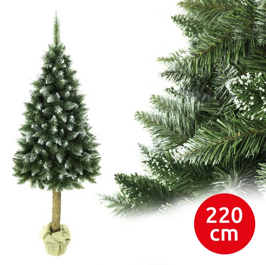 Choinka na pniu 220 cm jodła