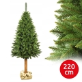 Choinka na pniu 220 cm, świerk