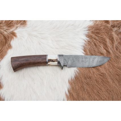 Damasceński nóż myśliwski 11,8 cm orzech/poroże jelenia