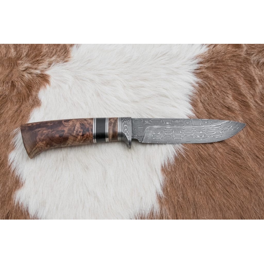 Damasceński nóż myśliwski 13 cm topola/heban