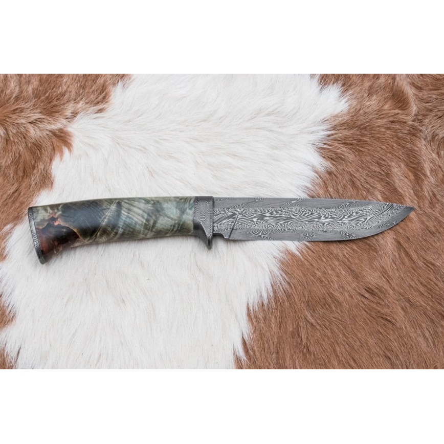 Damasceński nóż myśliwski 14 cm kasztanowiec