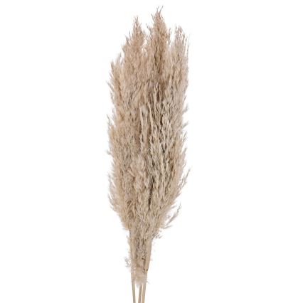 Eglo - Suszony bukiet 85 cm beżowy