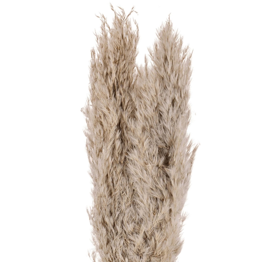 Eglo - Suszony bukiet 55 cm beżowy