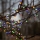 Eglo 472-53 - LED Zewnętrzny łańcuch bożonarodzeniowy BERRY MINI 700xLED/8 funkcji 14m wielobarwny IP44