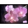 Eglo 75036 - Świecący obraz LED dekoracyjny ORCHIDS 4xLED/0,02W