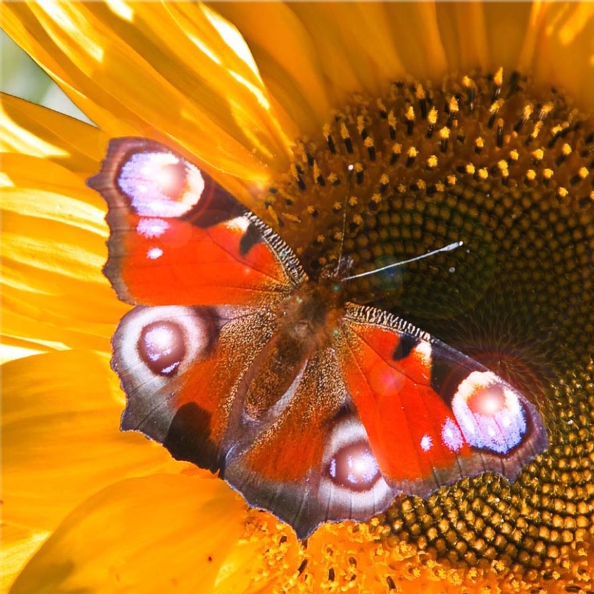 Eglo 75037 - Świecący obraz LED dekoracyjny BUTTERFLY 4xLED/0,02W