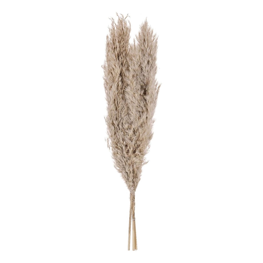 Eglo - Suszony bukiet 55 cm beżowy