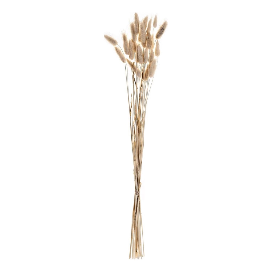 Eglo - Suszony bukiet 60 cm beżowy