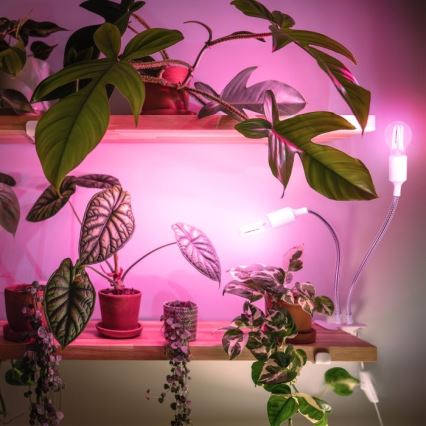 Elastyczna lampa stołowa z klipsem do uprawy roślin PLANTY 2xE27/30W/230V biała