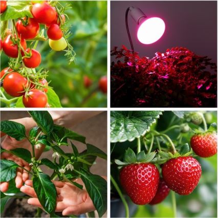 Elastyczna lampa stołowa z klipsem do uprawy roślin PLANTY 1xE27/30W/230V biała