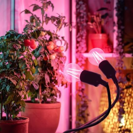 Elastyczna Lampa stołowa z klipsem do uprawy roślin PLANTY 2xE27/30W/230V czarna