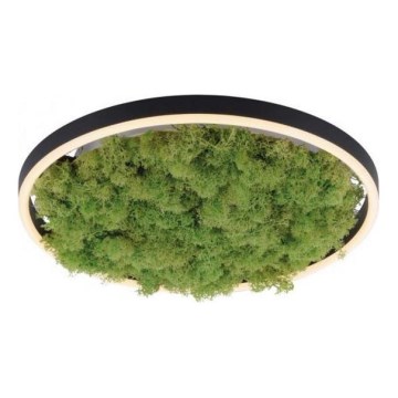 JUST LIGHT. 15391-66 - LED Plafon ściemnialny ZIELONY RITU LED/20W/230V