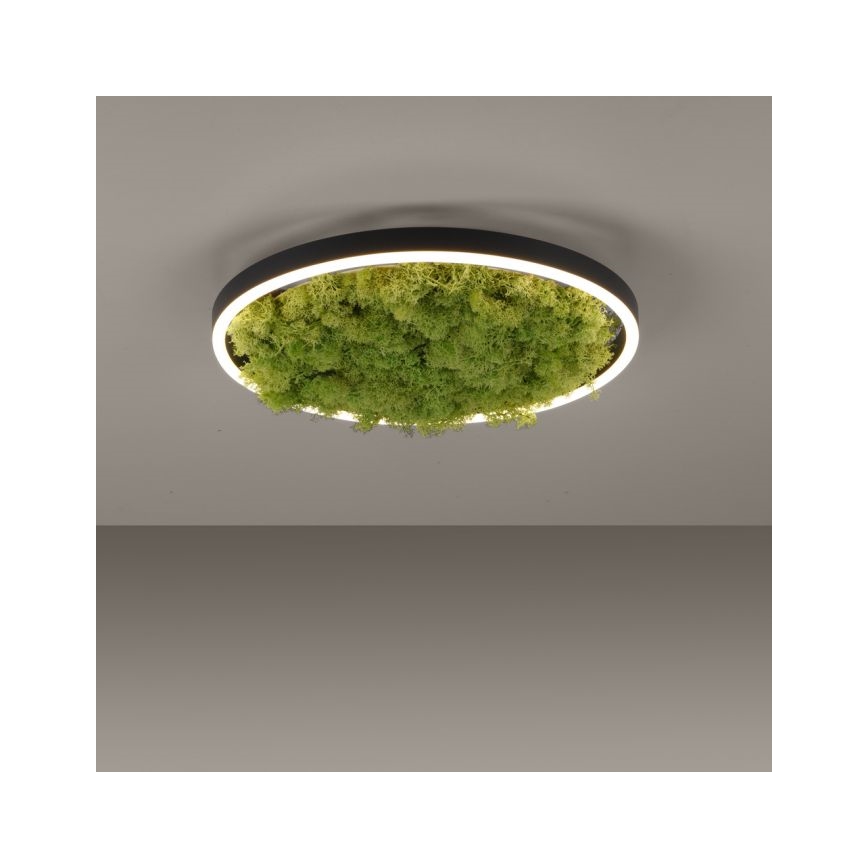 JUST LIGHT. 15391-66 - LED Plafon ściemnialny ZIELONY RITU LED/20W/230V