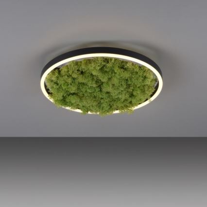 JUST LIGHT. 15391-66 - LED Plafon ściemnialny ZIELONY RITU LED/20W/230V