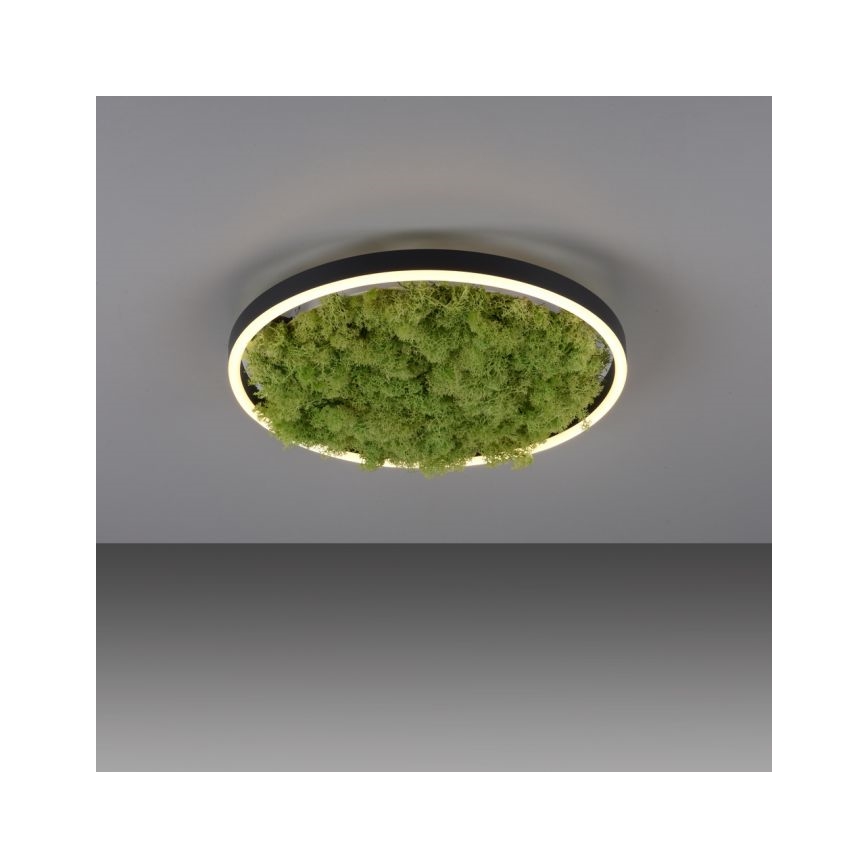 JUST LIGHT. 15391-66 - LED Plafon ściemnialny ZIELONY RITU LED/20W/230V