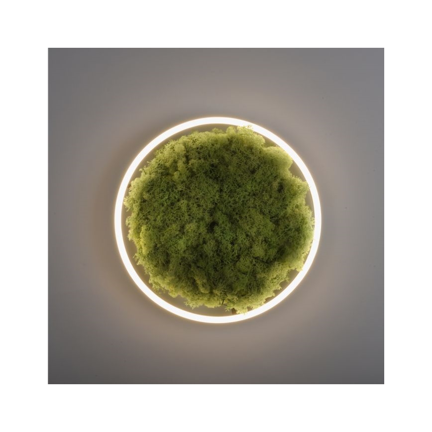 JUST LIGHT. 15391-66 - LED Plafon ściemnialny ZIELONY RITU LED/20W/230V