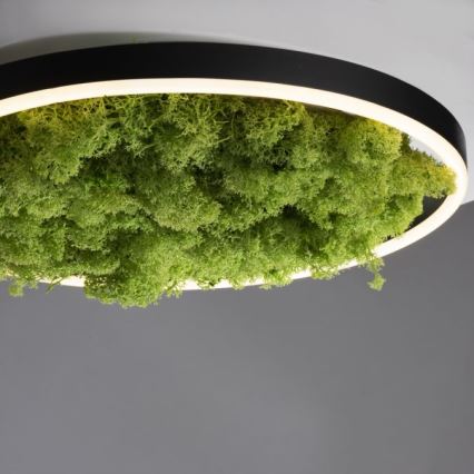 JUST LIGHT. 15391-66 - LED Plafon ściemnialny ZIELONY RITU LED/20W/230V