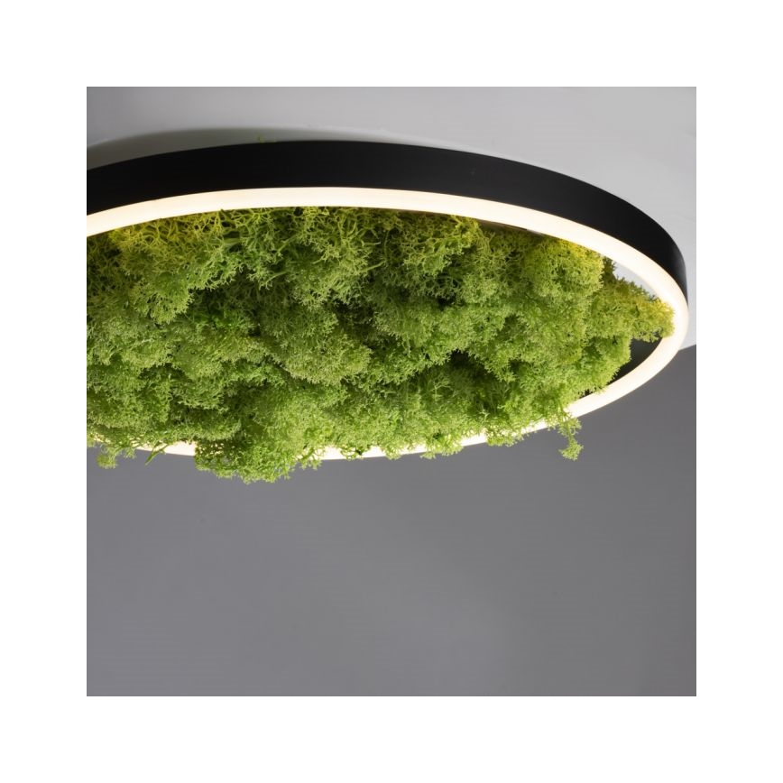 JUST LIGHT. 15391-66 - LED Plafon ściemnialny ZIELONY RITU LED/20W/230V