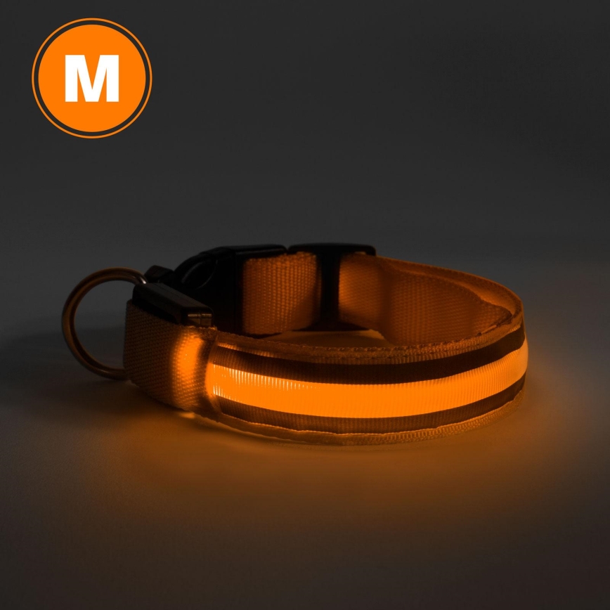 LED Obroża akumulatorowa 40-48 cm 1xCR2032/5V/40 mAh pomarańczowa