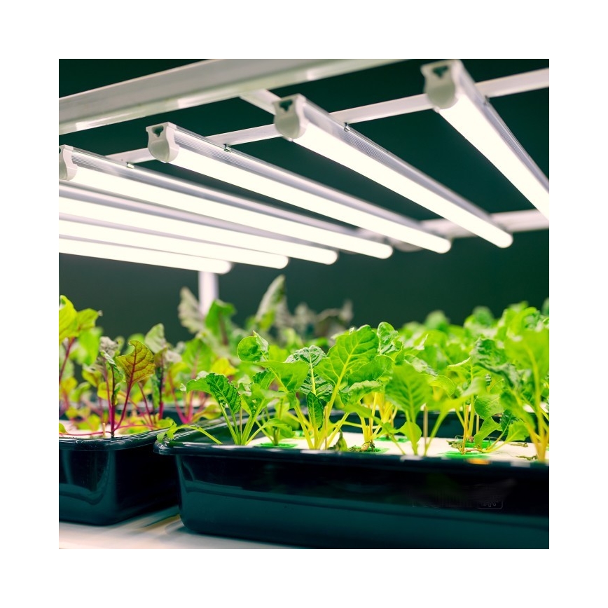 LED Oświetlenie blatu kuchennego do uprawy roślin GROWLY LED/9W/230V biały