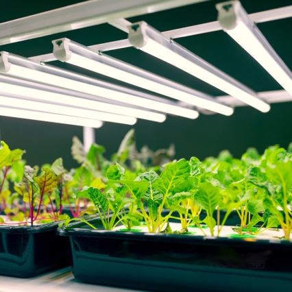 Oprawa LED do podłoża do uprawy roślin GROWLY LED/9W/230V biała