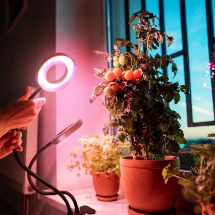 LED Ściemnialna elastyczny Lampa stołowa z klipsem do uprawy roślin VITARO 2xLED/4W/230V czarny