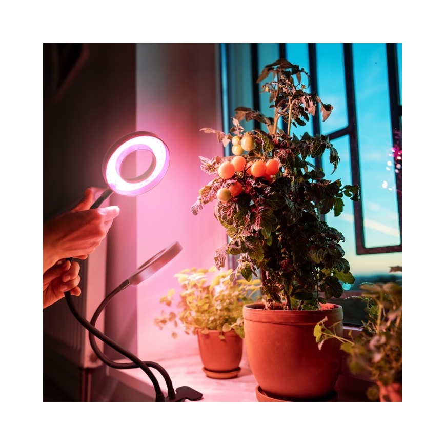 LED Ściemnialna elastyczny Lampa stołowa z klipsem do uprawy roślin VITARO 2xLED/4W/230V czarny