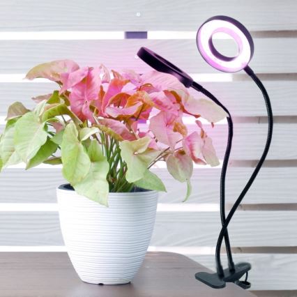 LED Ściemnialna elastyczny Lampa stołowa z klipsem do uprawy roślin VITARO 2xLED/4W/230V czarny