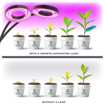 LED Ściemnialna elastyczny Lampa stołowa z klipsem do uprawy roślin VITARO 2xLED/4W/230V czarny