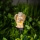 LED solarna lampa LED/1,2V 300 mAh IP44 Anioł