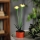 LED Solarne oświetlenie LED/1,2V 200 mAh IP44 kwiat