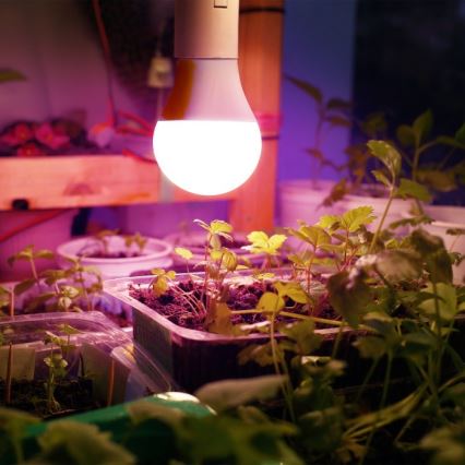 LED Żarówka do wzrostu roślin PLANTY E27/11W/230V 1200K biała