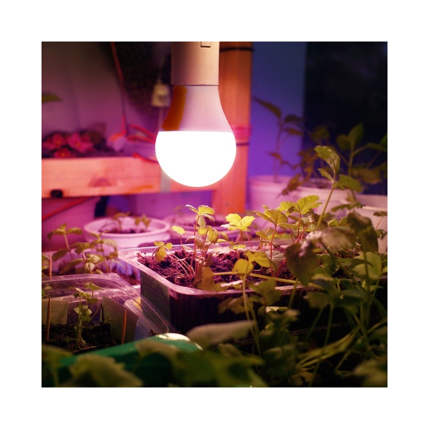 LED Żarówka do wzrostu roślin PLANTY E27/11W/230V 1200K biała