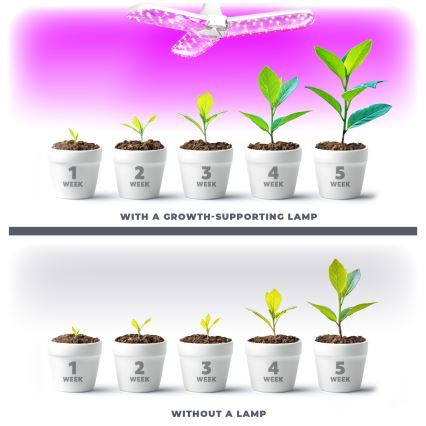 LED Żarówka do wzrostu roślin PLANTY E27/24W/230V 1200K