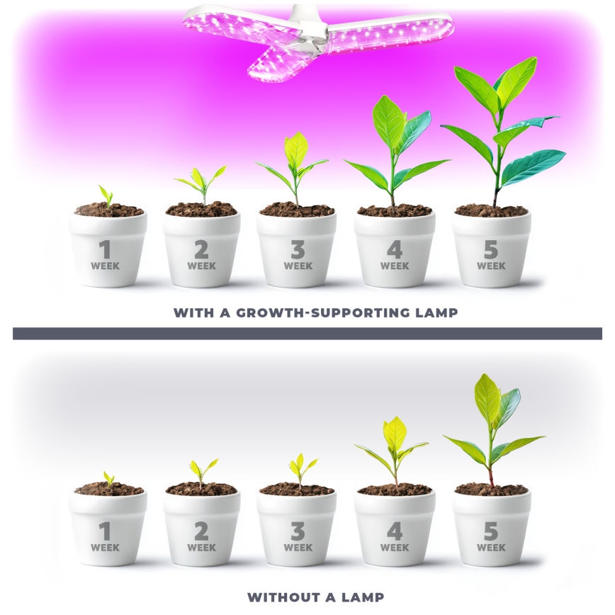LED Żarówka do wzrostu roślin PLANTY E27/24W/230V 1200K