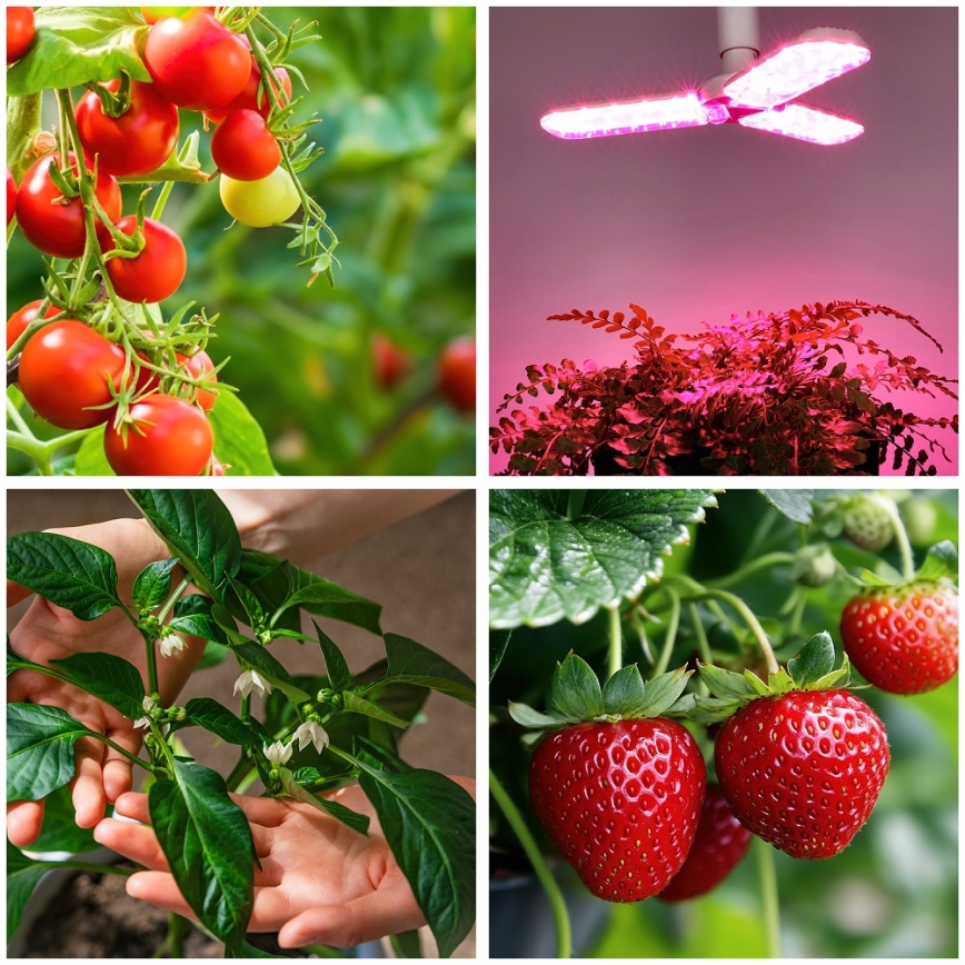 LED Żarówka do wzrostu roślin PLANTY E27/24W/230V 1200K