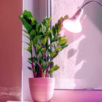 LED Żarówka do wzrostu roślin PLANTY E27/7W/230V 1200K biała