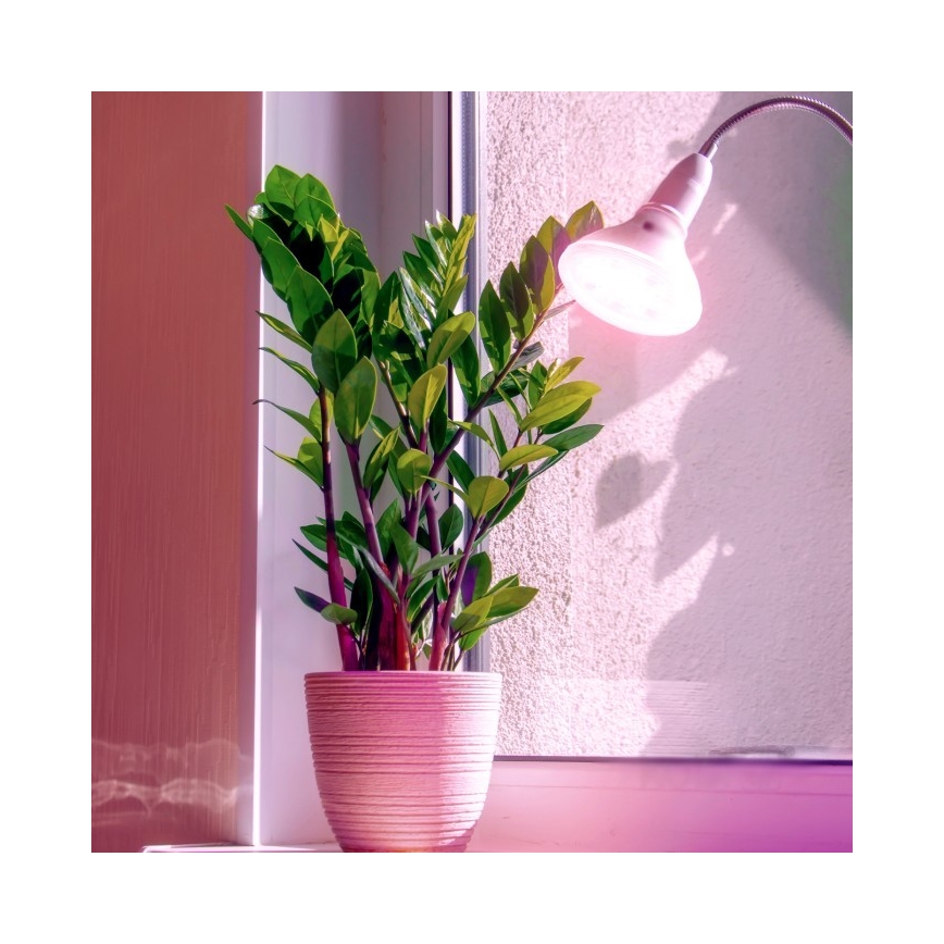 LED Żarówka do wzrostu roślin PLANTY E27/7W/230V 1200K biała