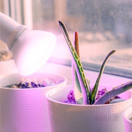 LED Żarówka do wzrostu roślin PLANTY E27/7W/230V 1200K biała