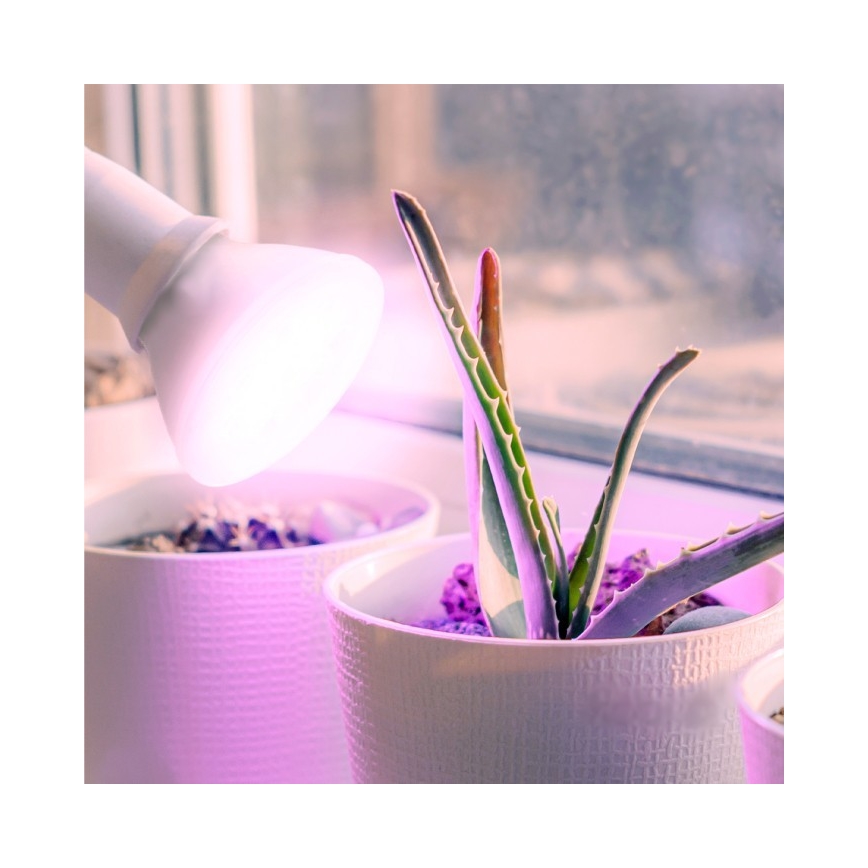 LED Żarówka do wzrostu roślin PLANTY E27/7W/230V 1200K biała