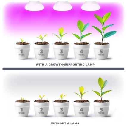 LED Żarówka do wzrostu roślin PLANTY E27/7W/230V 1200K biała