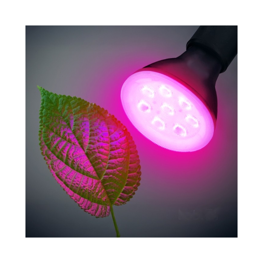 LED Żarówka do wzrostu roślin PLANTY E27/7W/230V 1200K czarna